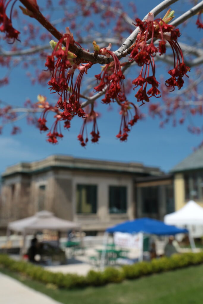 Thw Yawning that is Spring. Blossoms in Petoskey, michigan